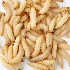 Waxworms Dozen
