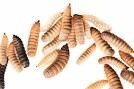 BSL - Black Soldier Fly Larvae - Dozen