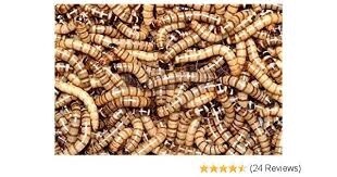 Superworms - 100 count