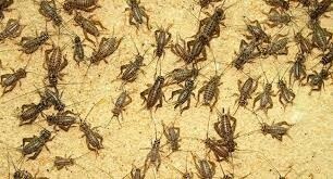 Crickets 50