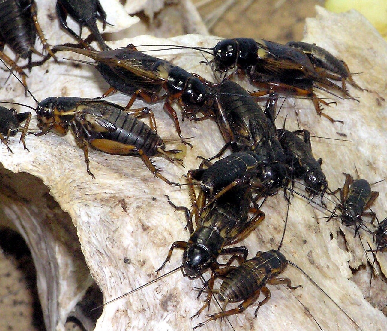 Crickets Dozen (12 count)