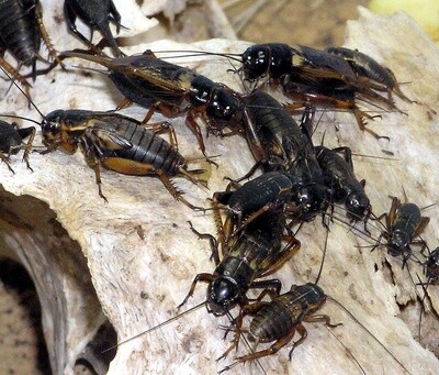 Crickets Dozen (12 count)