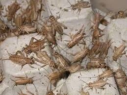 Crickets 250