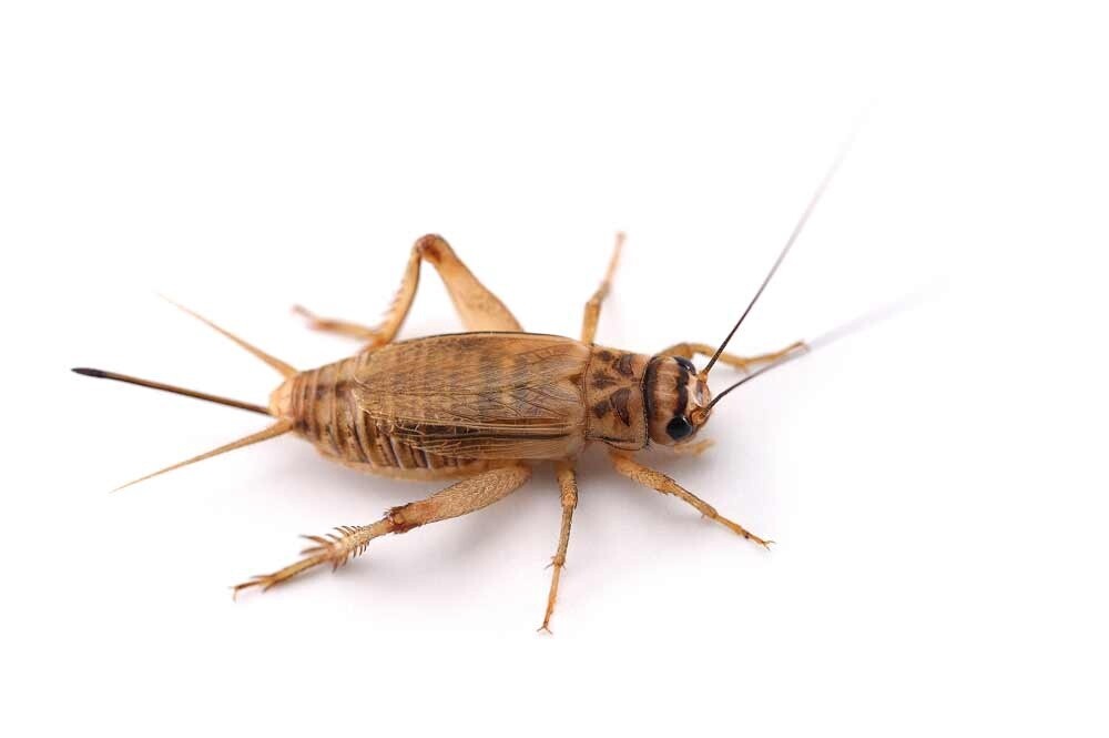 Cricket 1