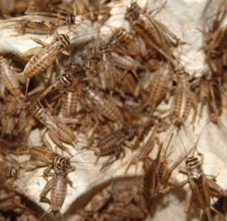 Crickets 100