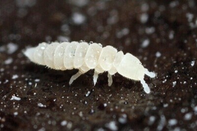 Tpets - White springtails