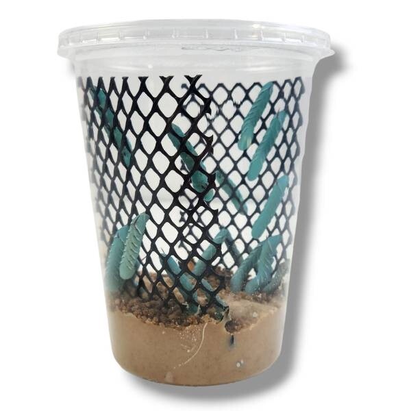 Hornworm - 10 pack