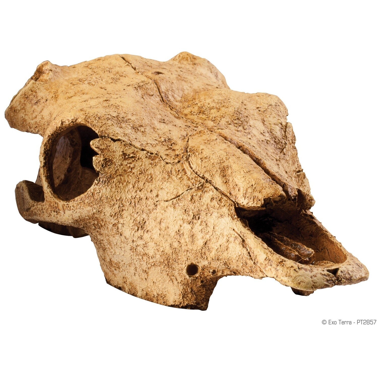 Exo Terra Buffalo Skull