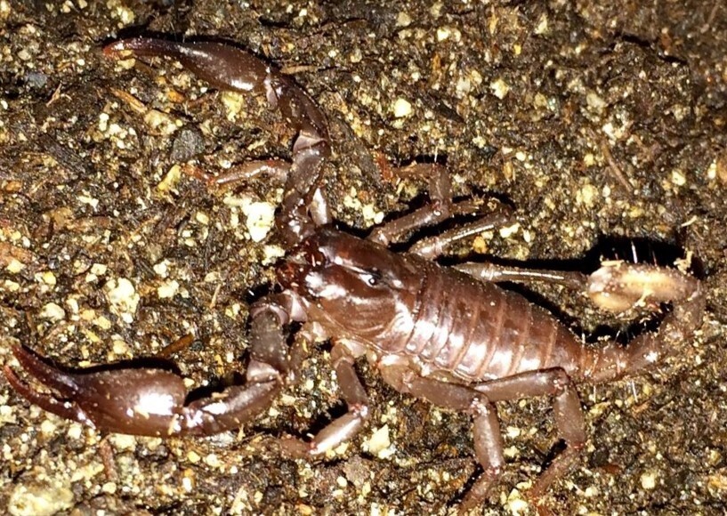 Asian Forest Scorpion - Baby