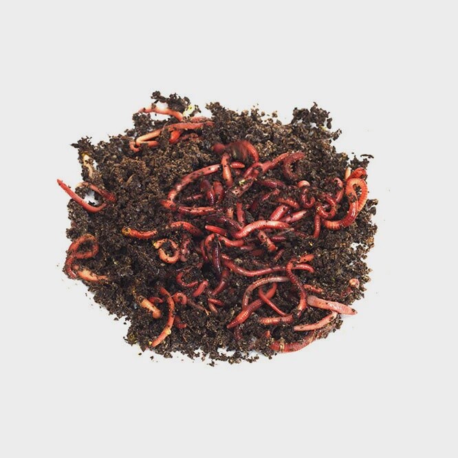 Trout worms - Red Wigglers - 24 ct
