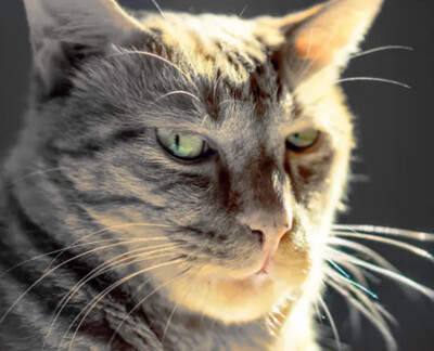 Cat food