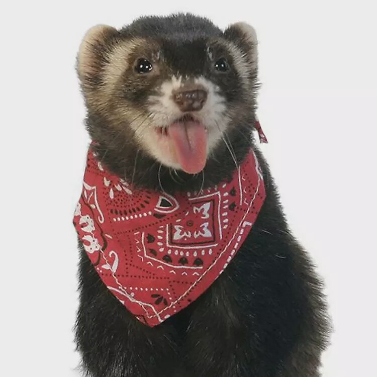 Marshall - Ferret Bandana Red