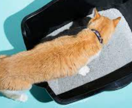 cat Litter, pans, scoops