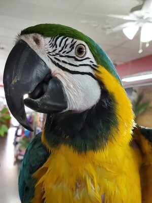 Large parrot things - toys, treats, perches