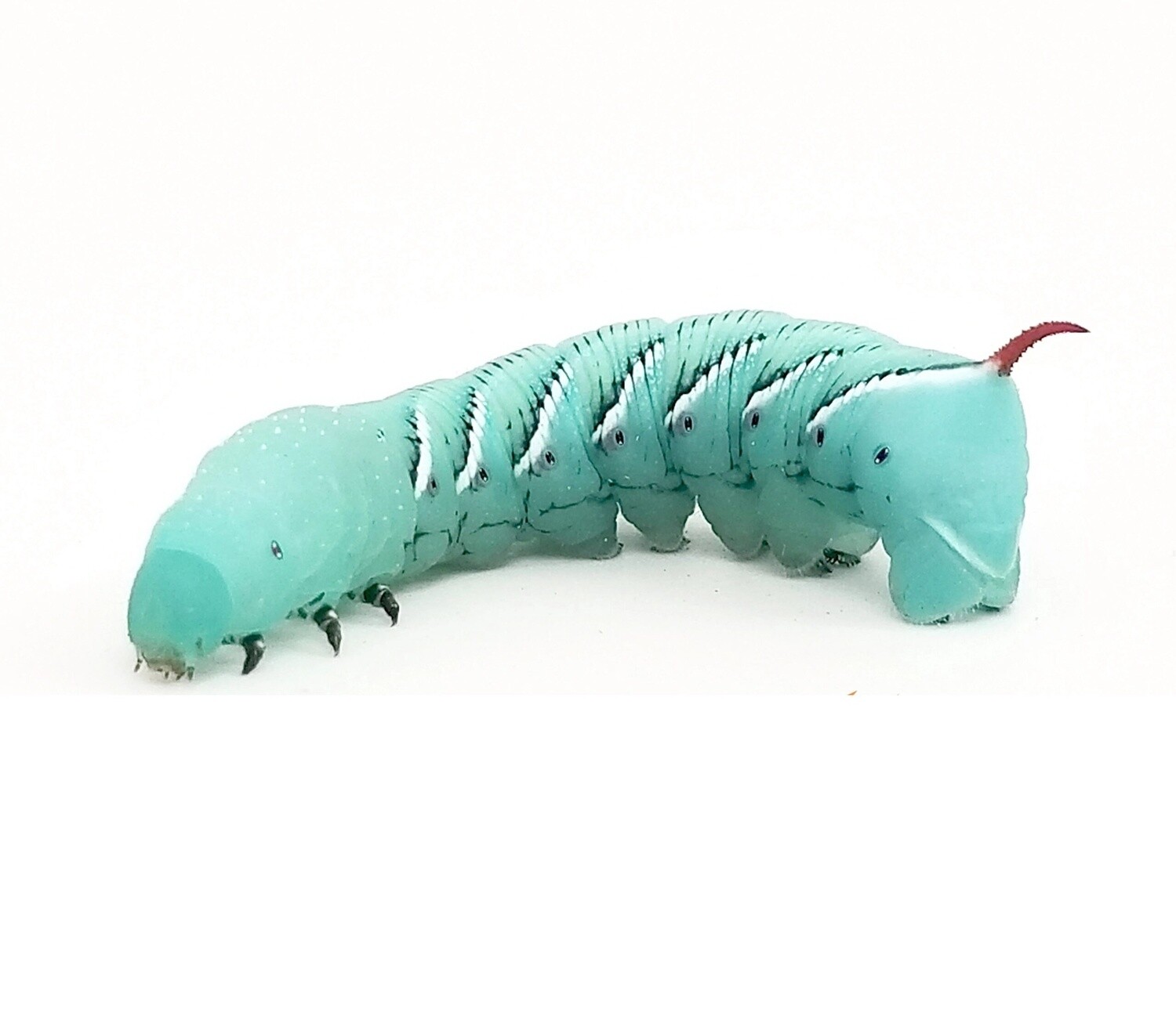 Hornworm