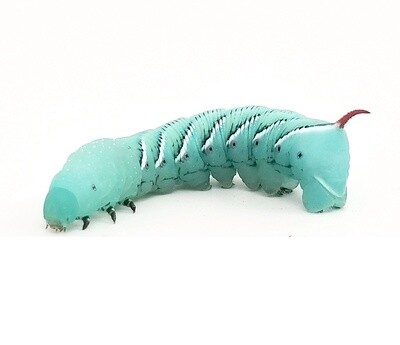 Hornworm