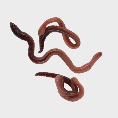 Nightcrawlers (Earthworms) - 12ct