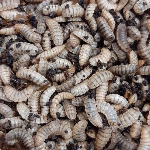 BSL - Black Soldier Fly Larvae - 100