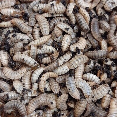 BSL - Black Soldier Fly Larvae - 100
