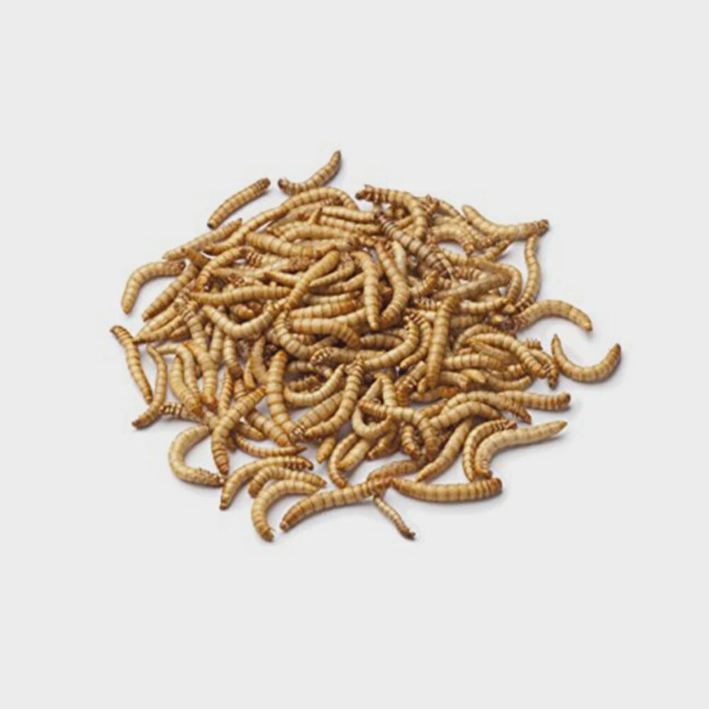 Mealworms - 25