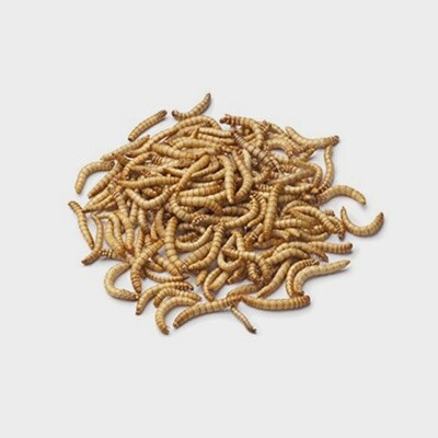Mealworms - 25