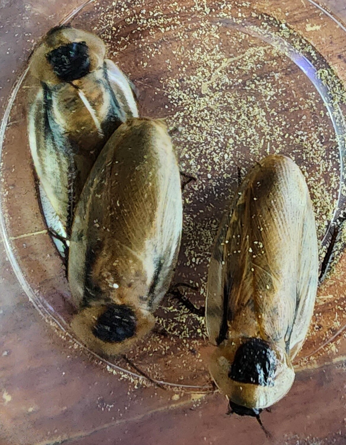 Discoid - Cockroach - 15 count