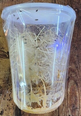 Fruit flies - Hydei - TPets