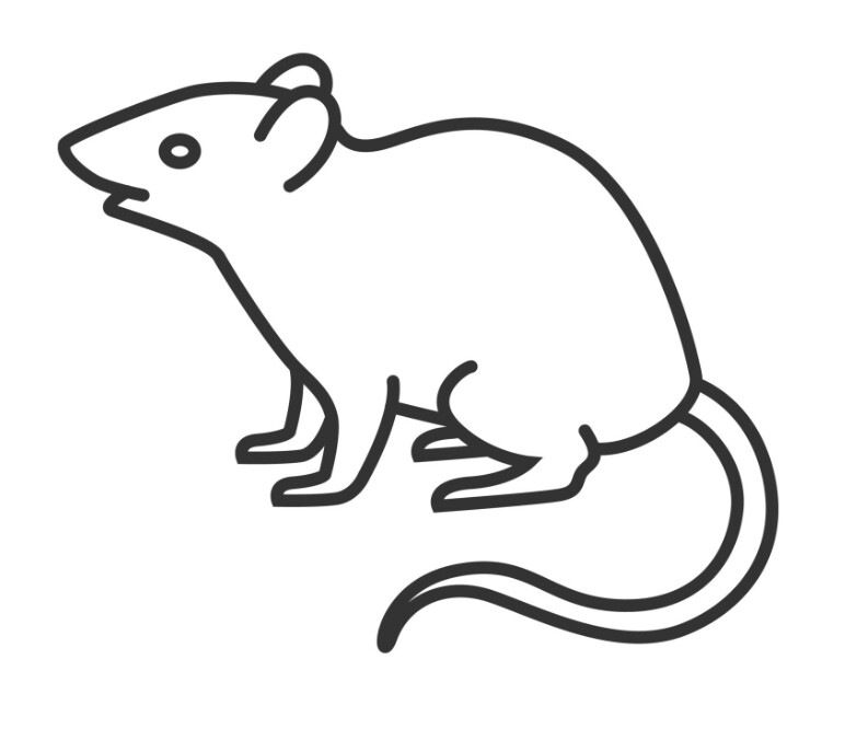 Small Live Rat - Feeder - 50-95g