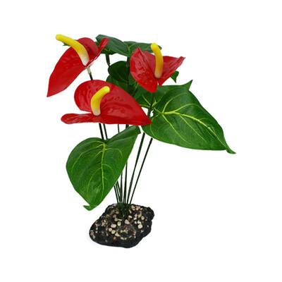 Komodo Anthurium Bush w/Gravel