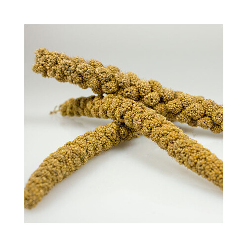 Sunseed - Golden Millet Spray Natural Treat - 5lb Bulk (80ct)