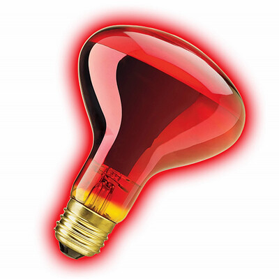 Zilla® Incandescent Spot Bulbs Night Red 100 W