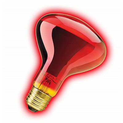 Zilla® Incandescent Spot Bulbs Night Red 50 W