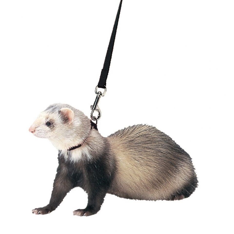 Marshall - Ferret Harness &amp; Lead - Black