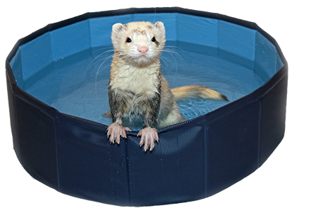 Marshall - Ferret Swimming Pool