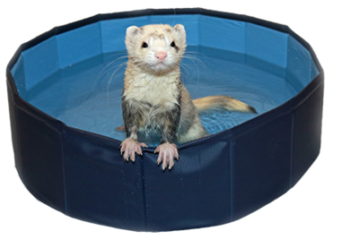 Marshall - Ferret Swimming Pool
