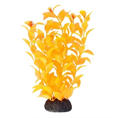 UT - Ludwigia - Orange - 8&quot;