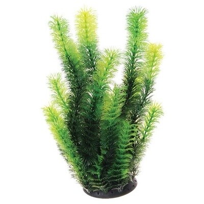 UT - Plant - Diandra - 12"  - 20758