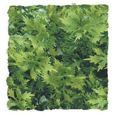 ZooMed - Australian Maple - Large