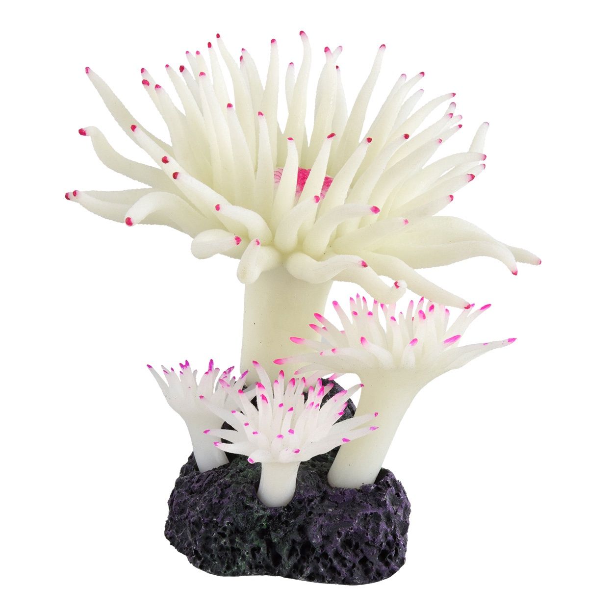 UT - Duncan Coral - Snow White - 100823