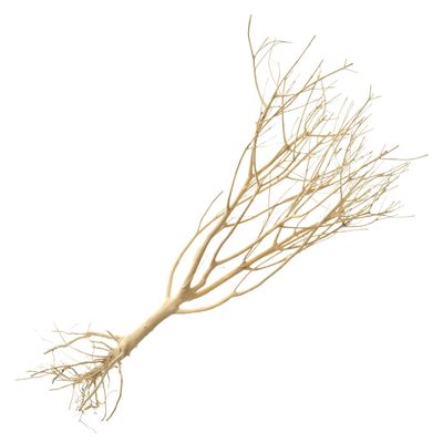 UT - Photinia Wood - Large