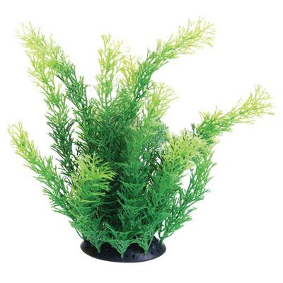 UT - Cabomba - 10&quot;