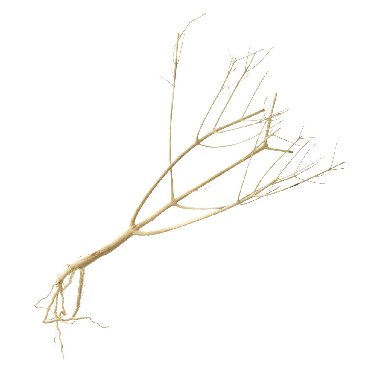 UT - Photinia Wood - Medium