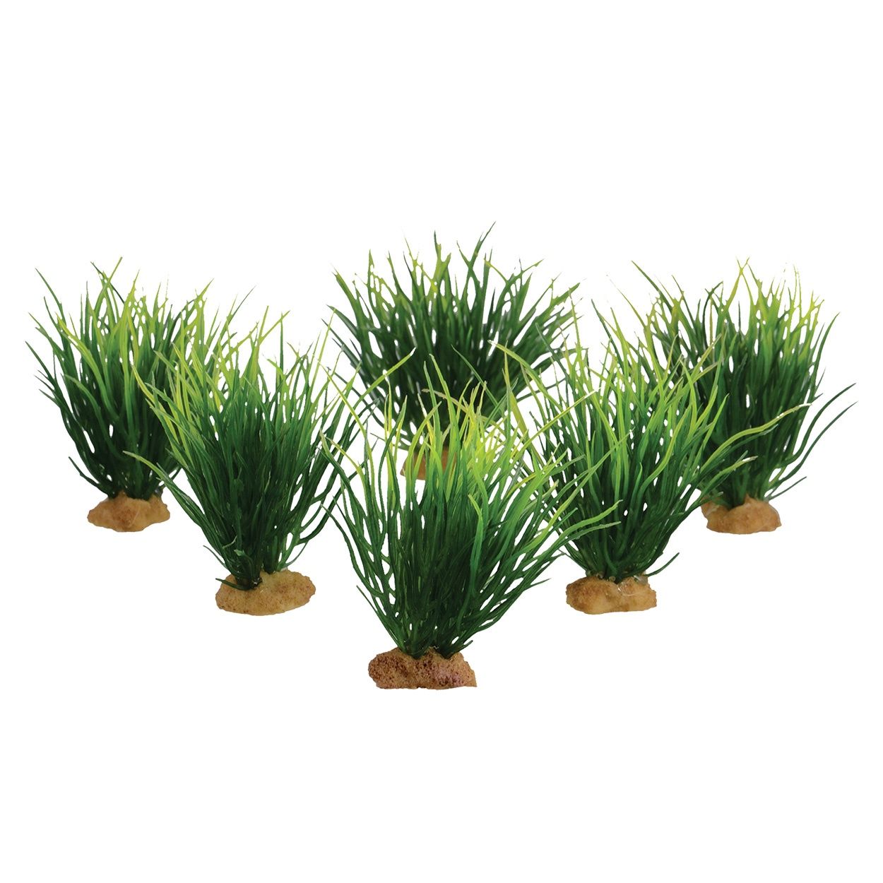UT - Plant - Carp Grass - 3.5&quot; - 6 pk - 53669