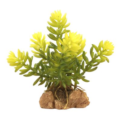 ZooMed - Natural Desert Flora - Burro's Tail