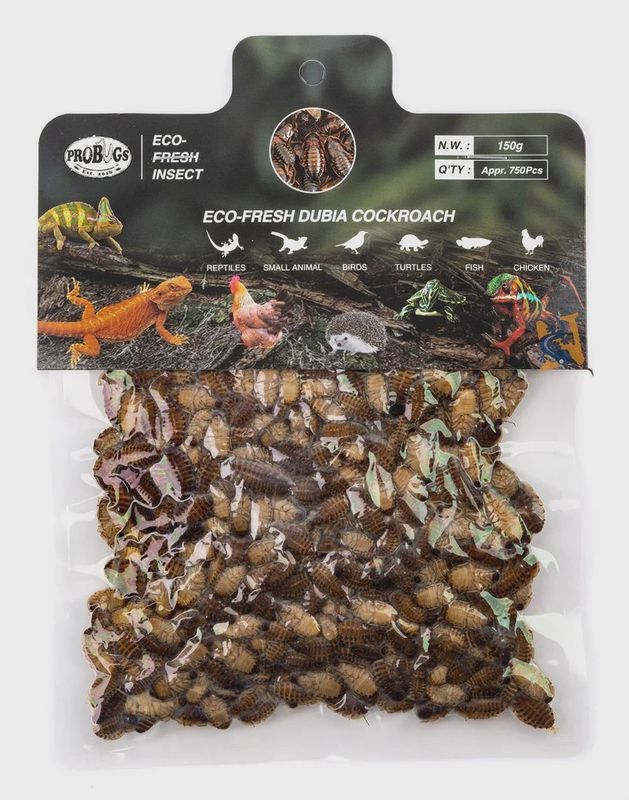 Eco-Fresh Pro Bugs - Dubia Roach 150g - Bugs Australia With Dubia Roach Ecommerce