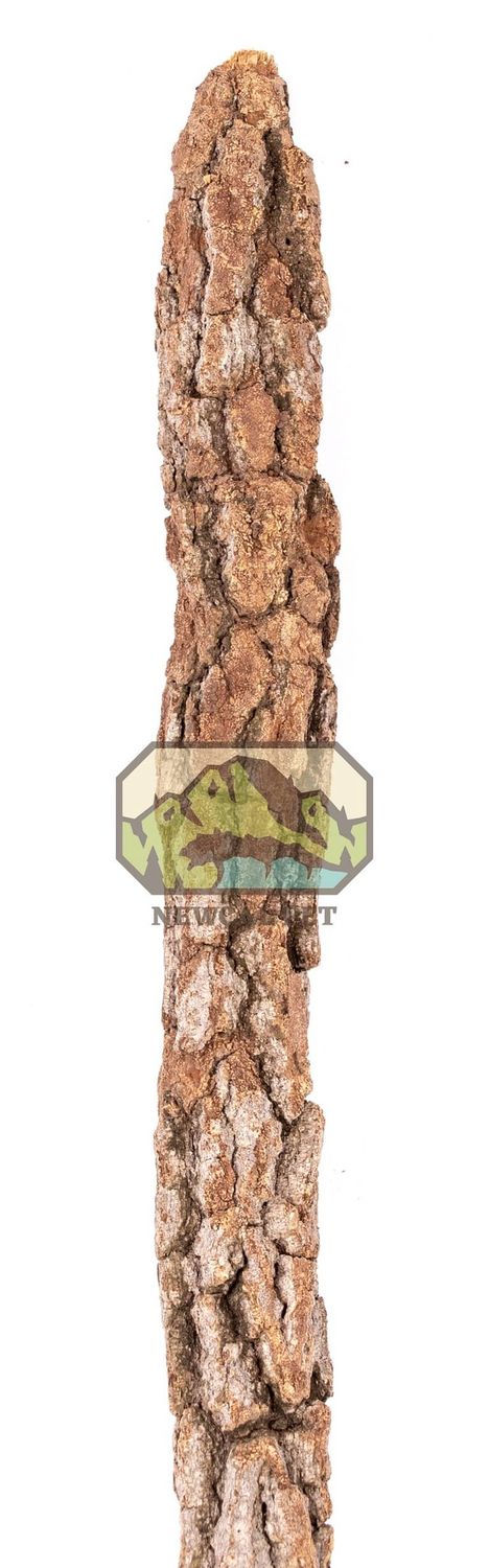 Galho Estrela Natural Cork Branch - 24"