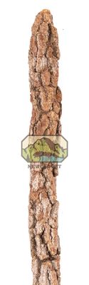 Galho Estrela Natural Cork Branch - 24"