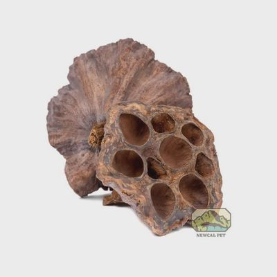 Lotus Pods 4' (Pack Of 3)