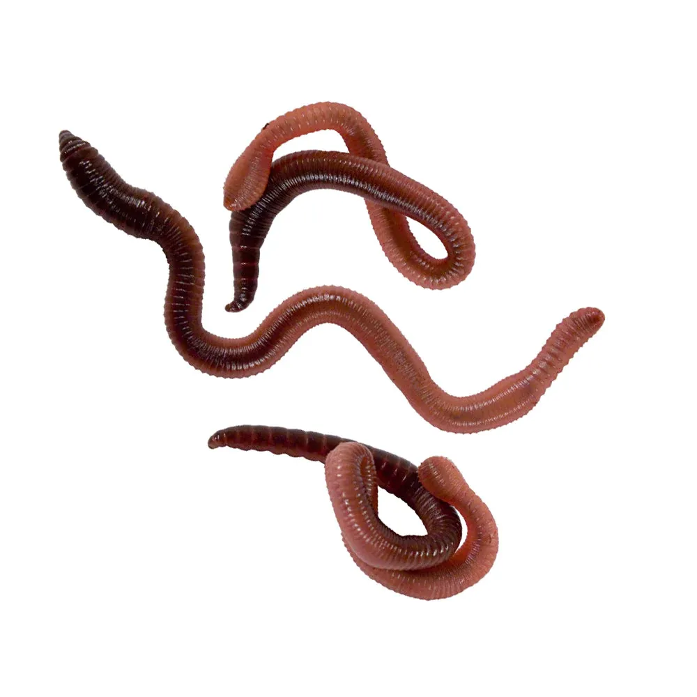 Nightcrawlers (Earthworms) - 12ct