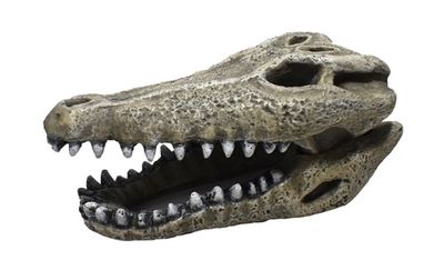Hikari - Gator Skull 2' Resin Ornament